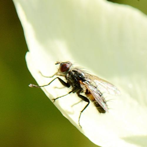 Réf. 290 323 : Stevenia deceptoria